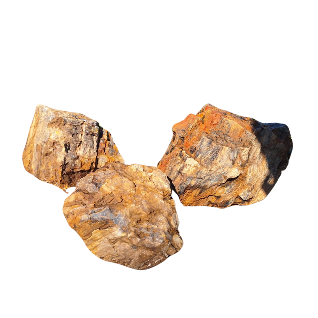 Roche fossile