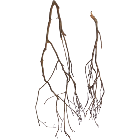 Legno Talawa