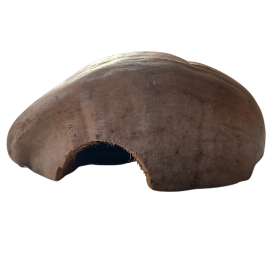 Cachette de noix de coco