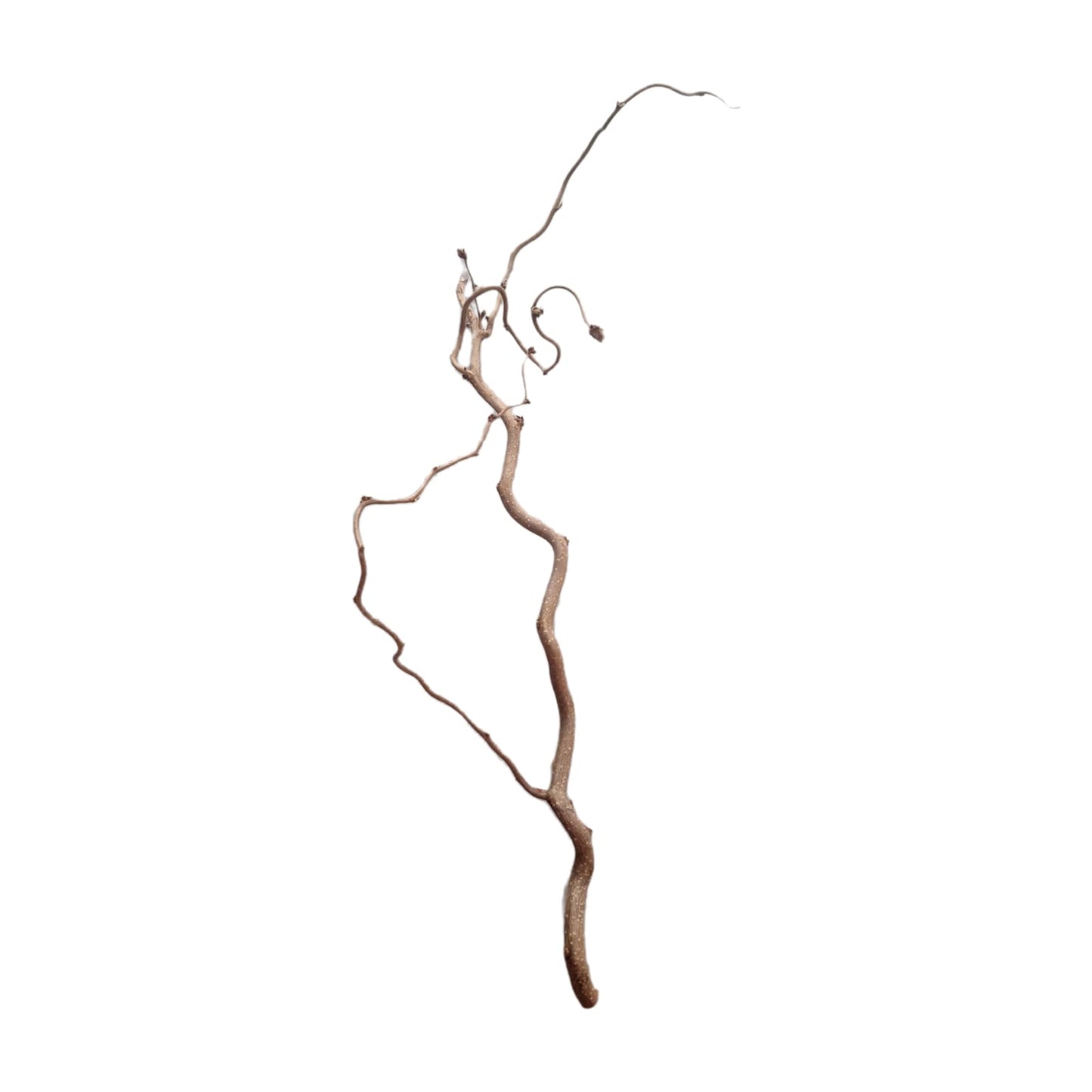 Branche bouclée 70-80 cm, lot de 3 pièces