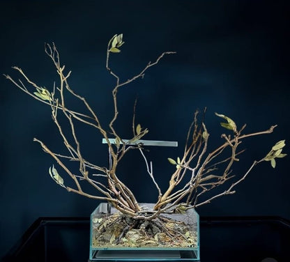 Branche bouclée 70-80 cm, lot de 3 pièces